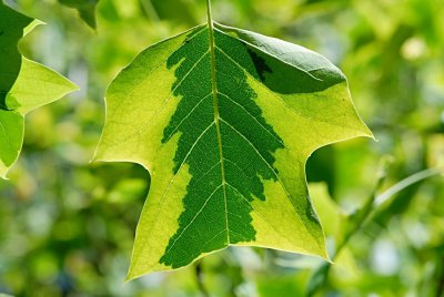 Liriodendron tulipifera 'Aureomarginatum' - liliovník tulipánokvětý - list s žilnatinou